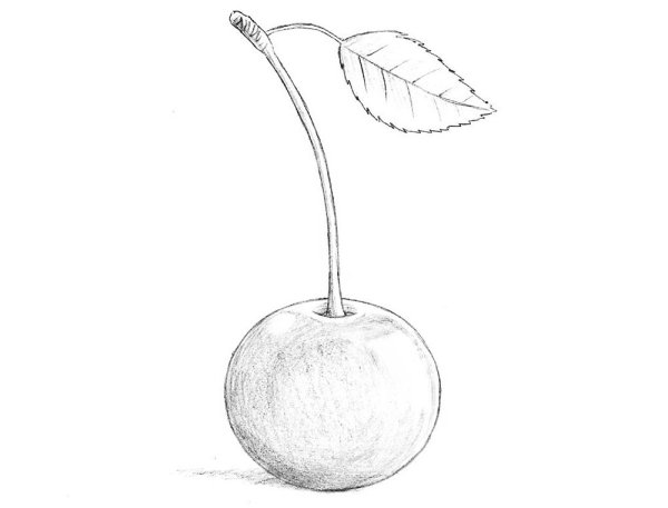 Вишня карандашом