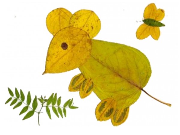 Аппликация из засушенных листьев