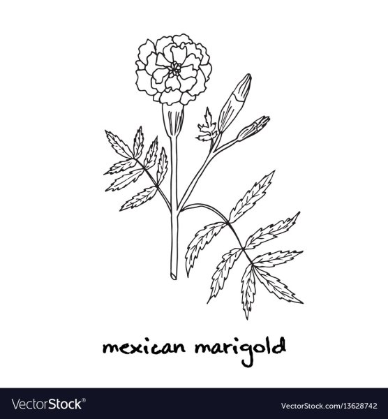 Раскраска цветы бархатцы для детей