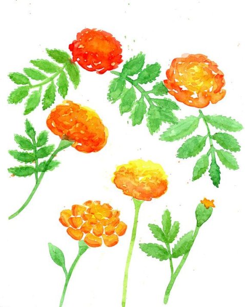 Рисование бархатцы в старшей группе