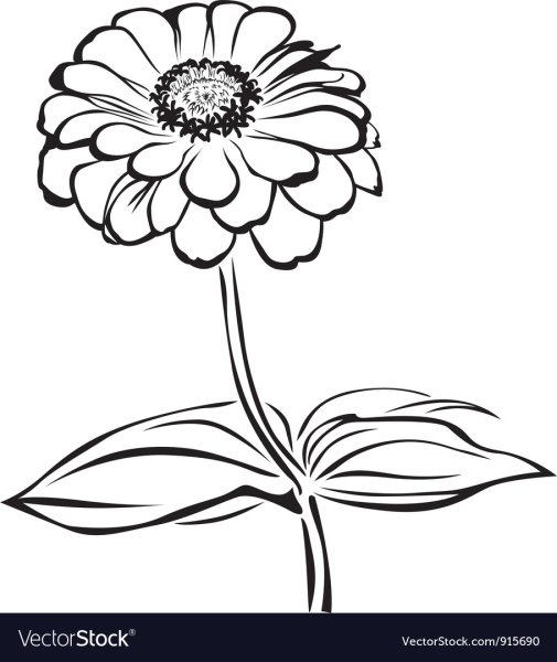 Циния цветок