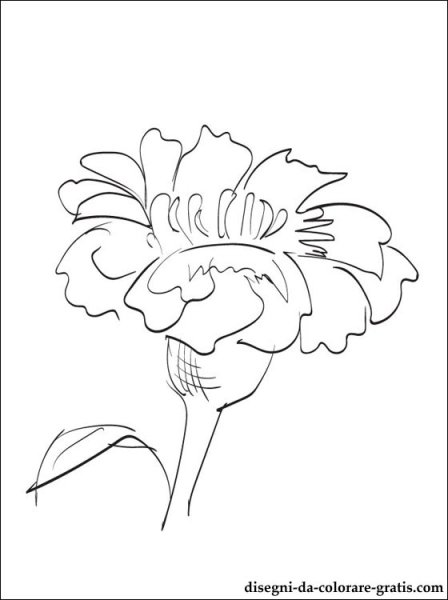 Бархатцы раскраска