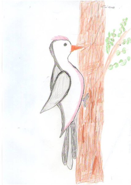 Рисование дятла