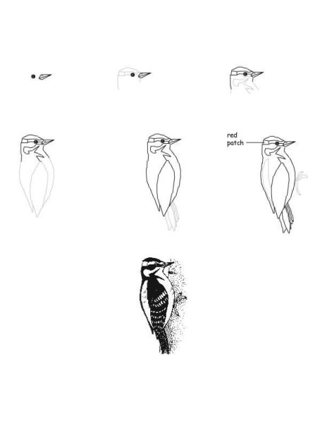 Дятел карандашом