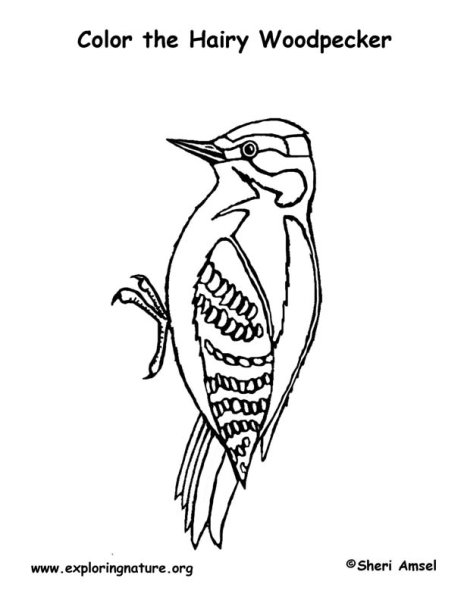 Дятел рисунок для детей