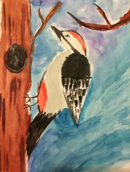 Дятел картинка для детей