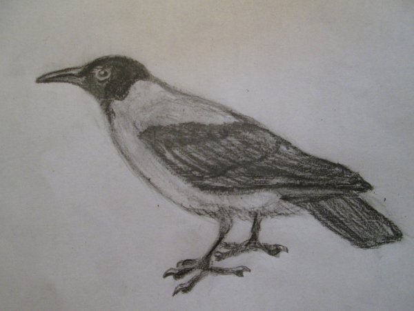Нарисовать ворону карандашом