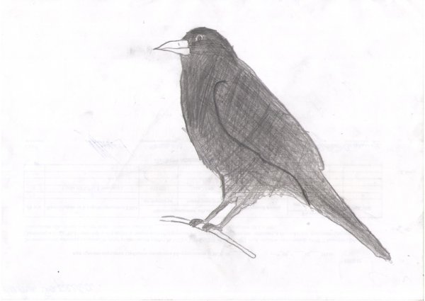 Грач карандашом