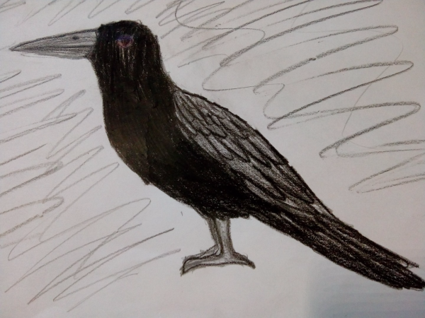 Ворона рисунок