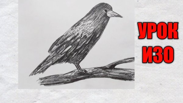 Нарисовать Грача и кукушку