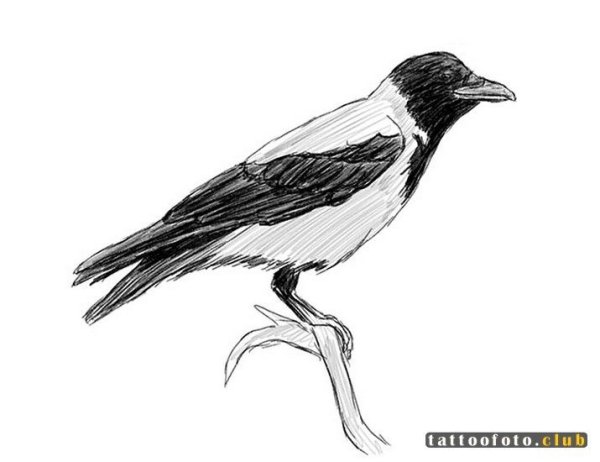 Ворона рисунок карандашом