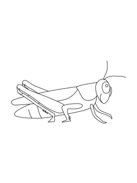 Кузнечик рисунок карандашом