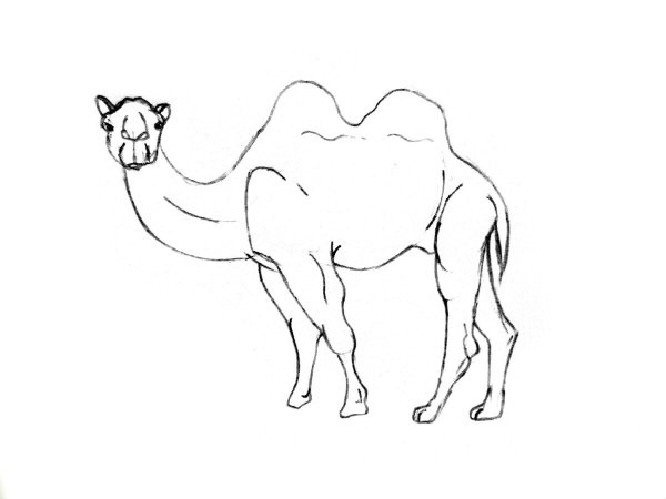 Поэтапное рисование верблюда
