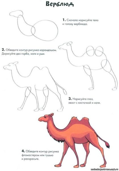 Верблюд рисунок