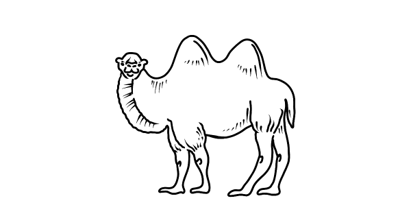 Верблюд рисунок