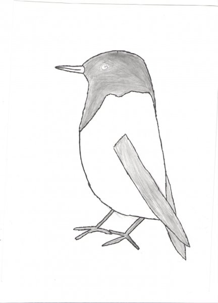 Галка рисунок для детей карандашом