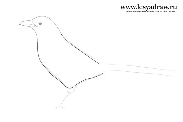 Поэтапное рисование галки