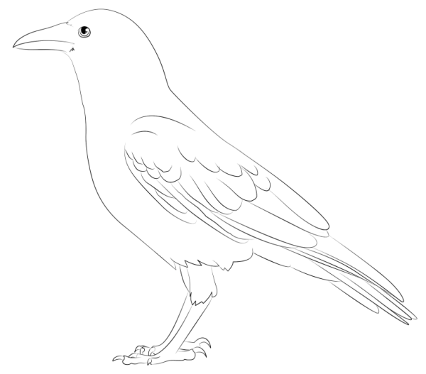 Грач раскраска для детей