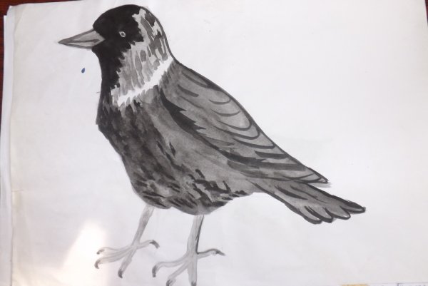 Галка рисунок карандашом