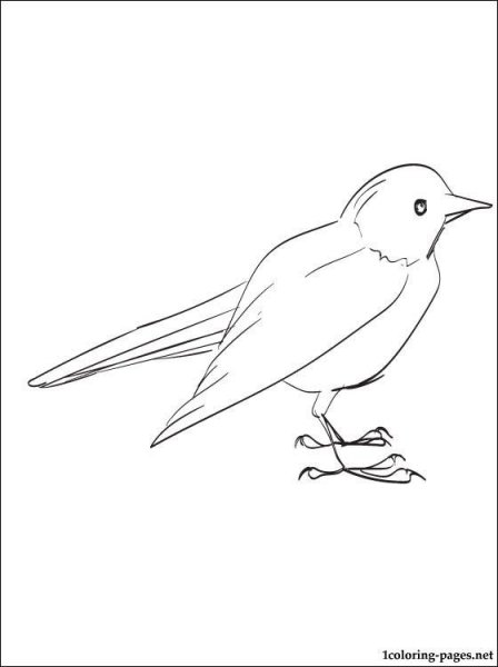 Дрозд раскраска для детей