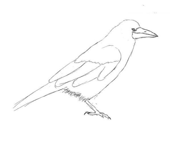 Грач карандашом