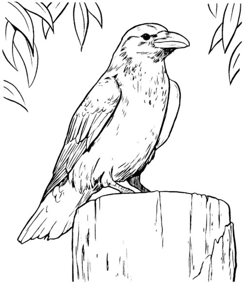 Ворона раскраска