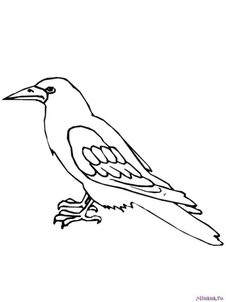 Ворона раскраска для детей
