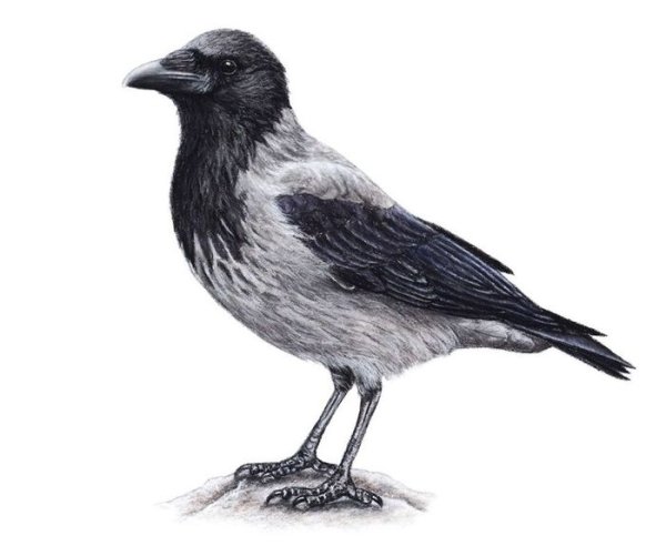 Ворона рисунок