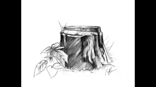 Пень рисунок