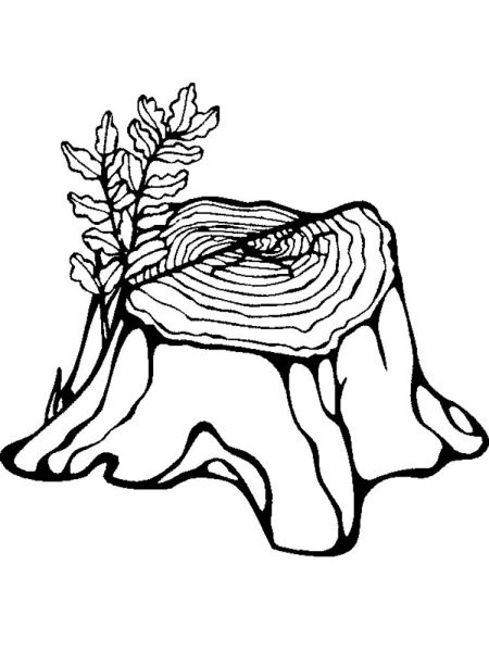 Зарисовки пней