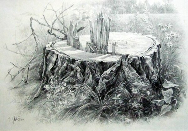 Пеньки раскраска