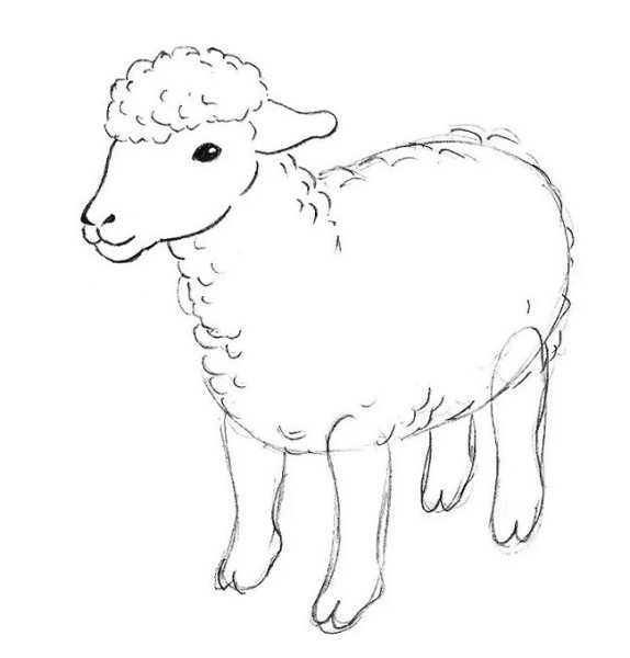 Ягненок рисунок