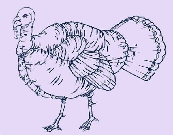 Индюк раскраска