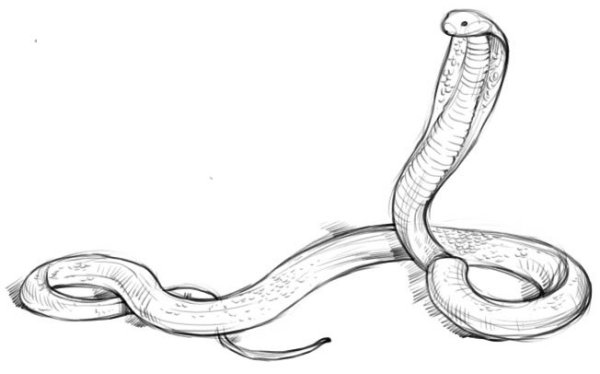 Змея набросок карандашом