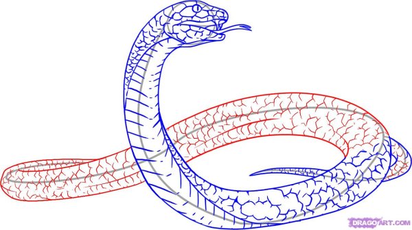 Как нарисовать змею поэтапно
