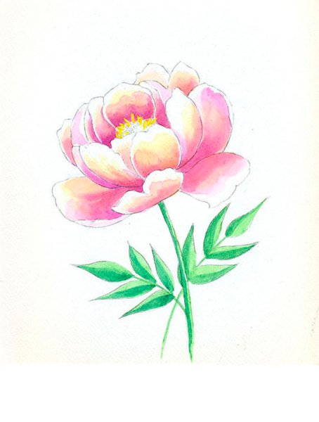 Пионы карандашом легко