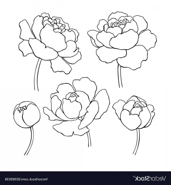 Легкий рисунок пионов