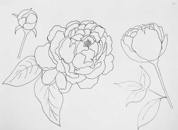 Пионы карандашом