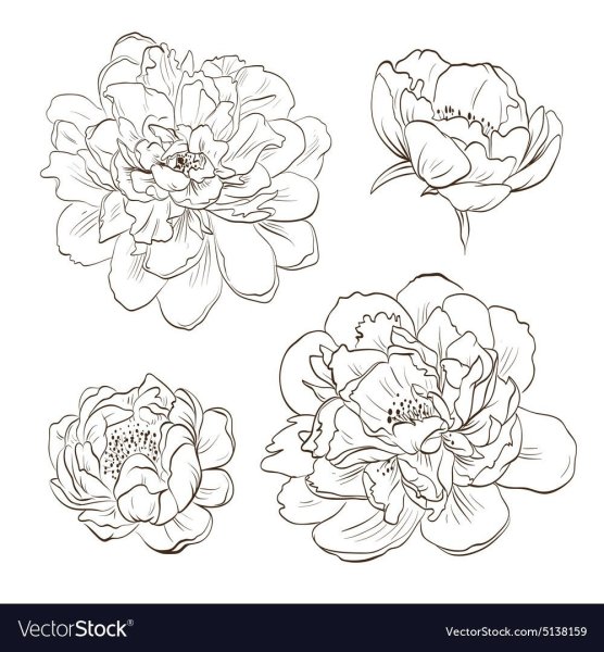 Трафарет пионы для рисования