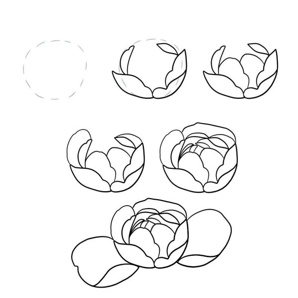 Рисунки карандашом цветы пионы