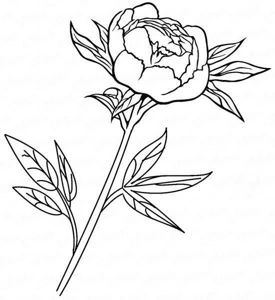 Поэтапное рисование пионов