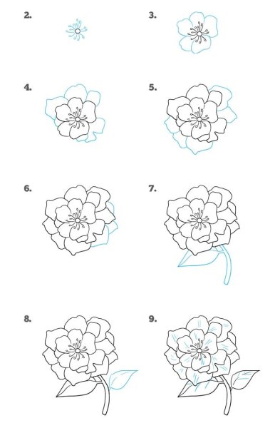 Пион тонколистный рисунок