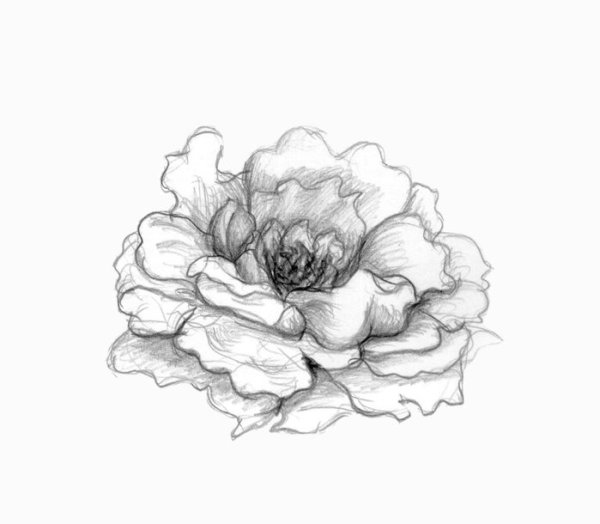 Пион рисунок карандашом для детей