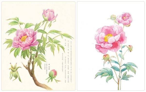 Пионы рисунок легкий