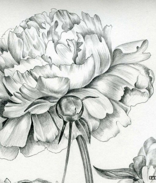 Бутон пиона эскиз