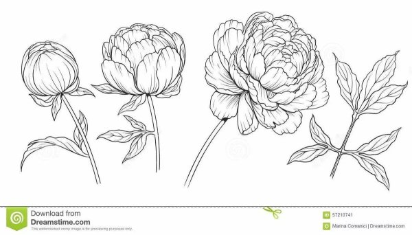 Пионы акварелью для начинающих