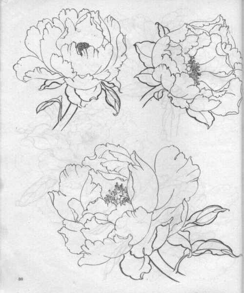 Цветы карандашом пионы