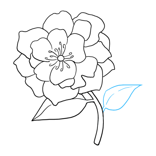 Пионы карандашом