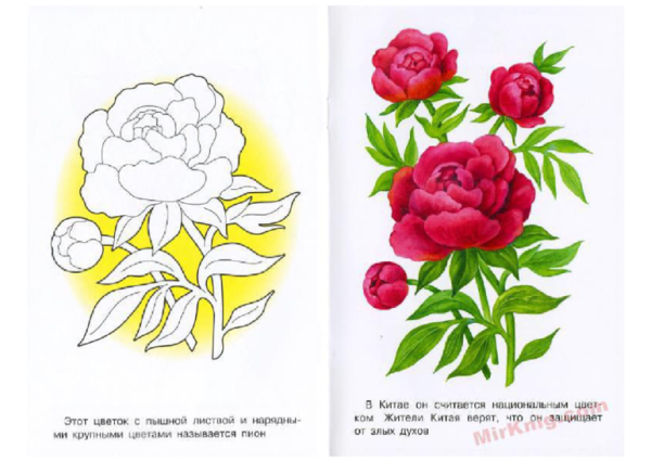 Пион раскраска для детей