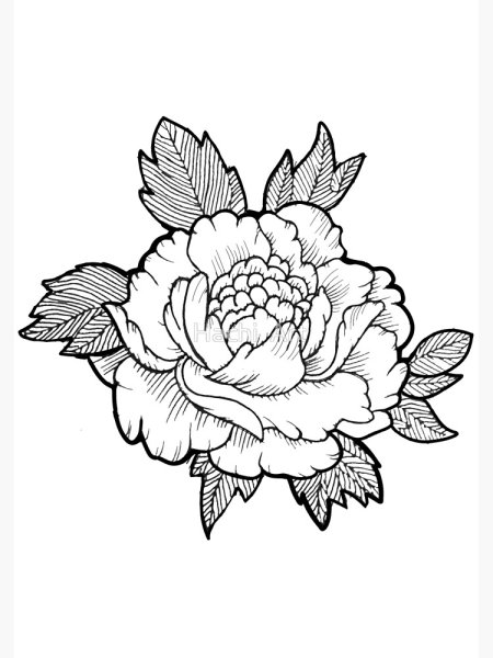 Пион контур сбоку